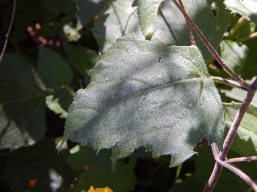 Viguiera dentata 13