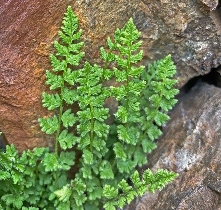 Pazoubek alpský 4