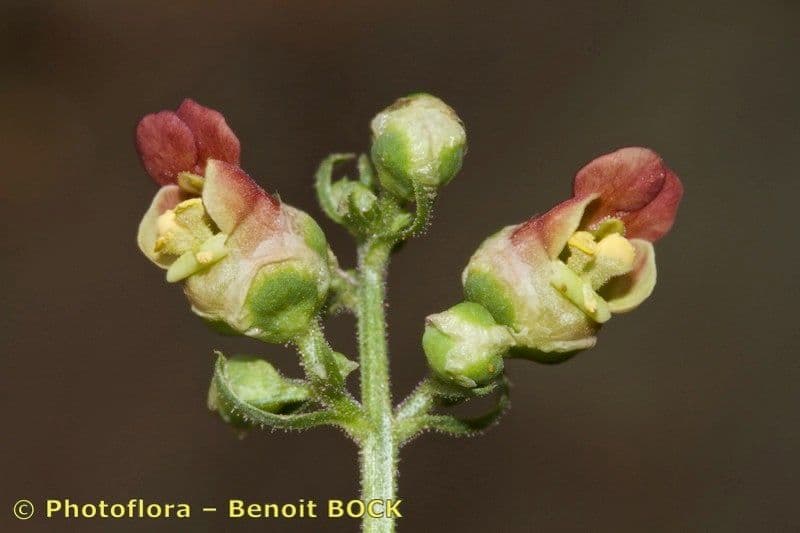Scrofularia