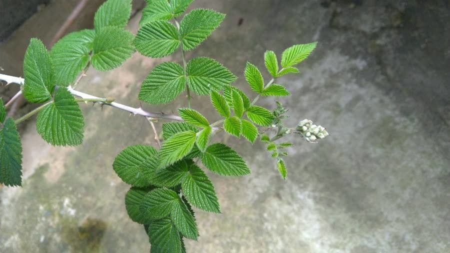 Rovo niveo 17