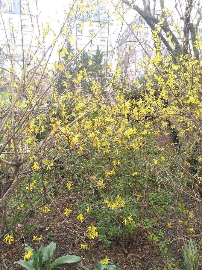 Forsythia pendula 27