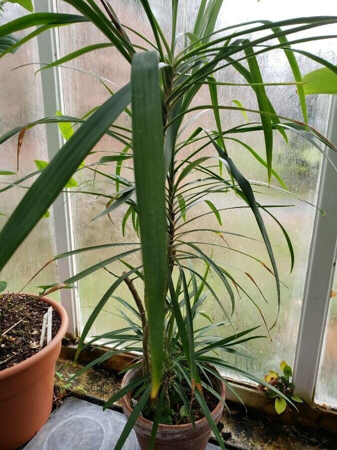 Cordyline stricta 14