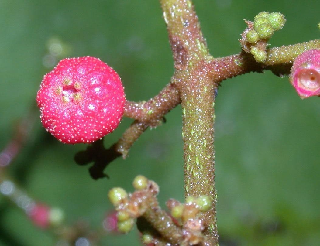 Miconia
