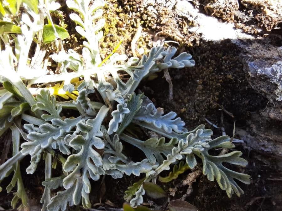 Senecio grigio 21