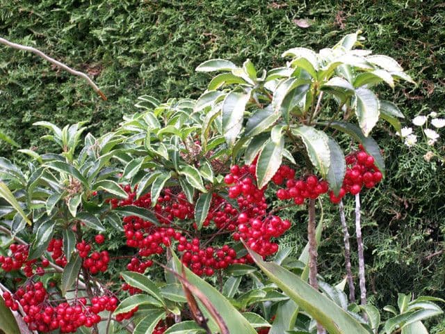 Ardisia crenata 27