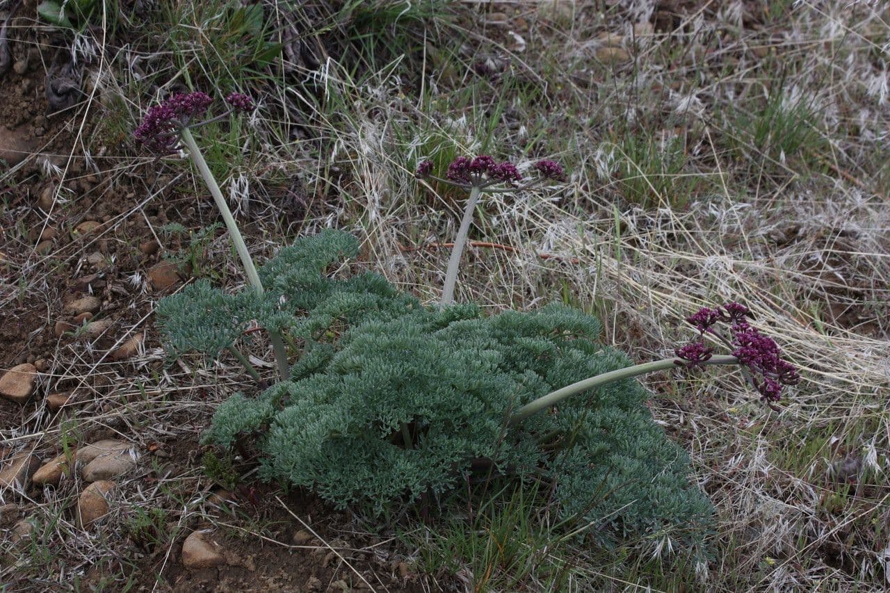 Lomatium 7