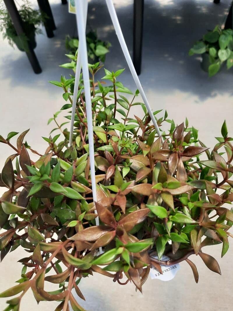 Lenophyllum 8