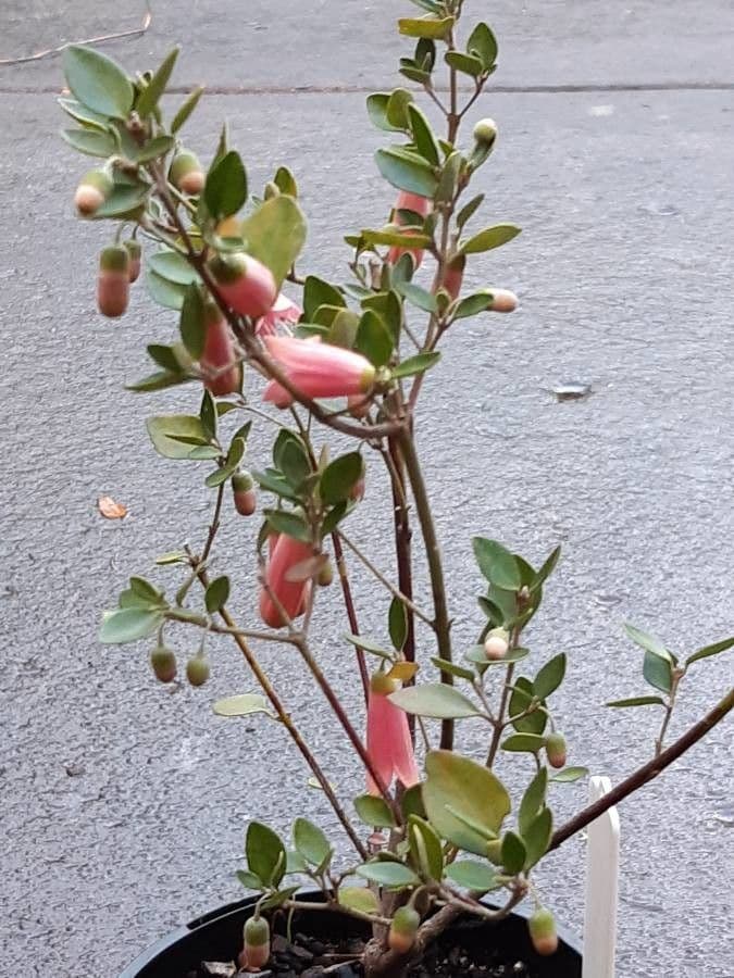 Correa
pulchella
 2