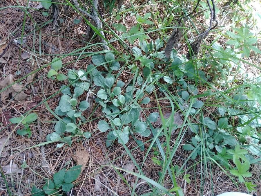 Antennaria de hoja de llantén 15