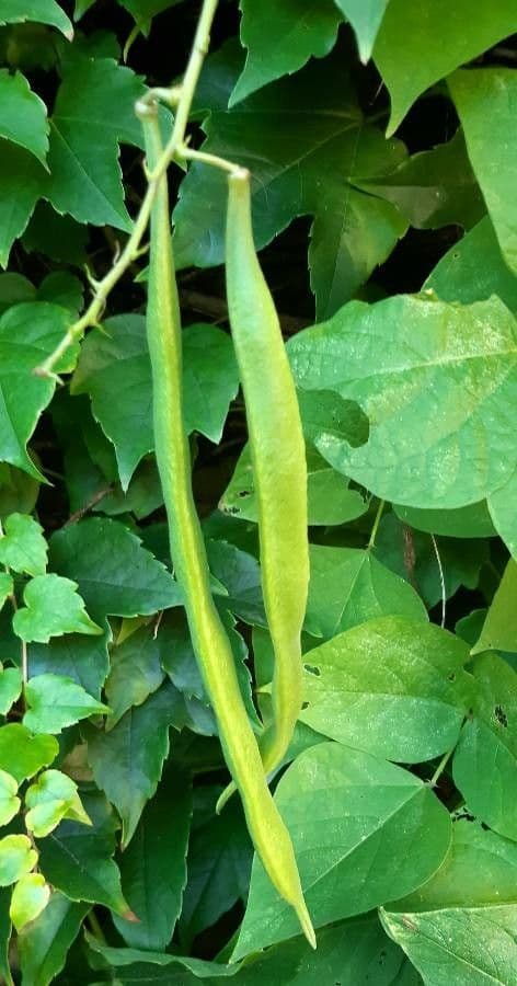 Runner bean 3