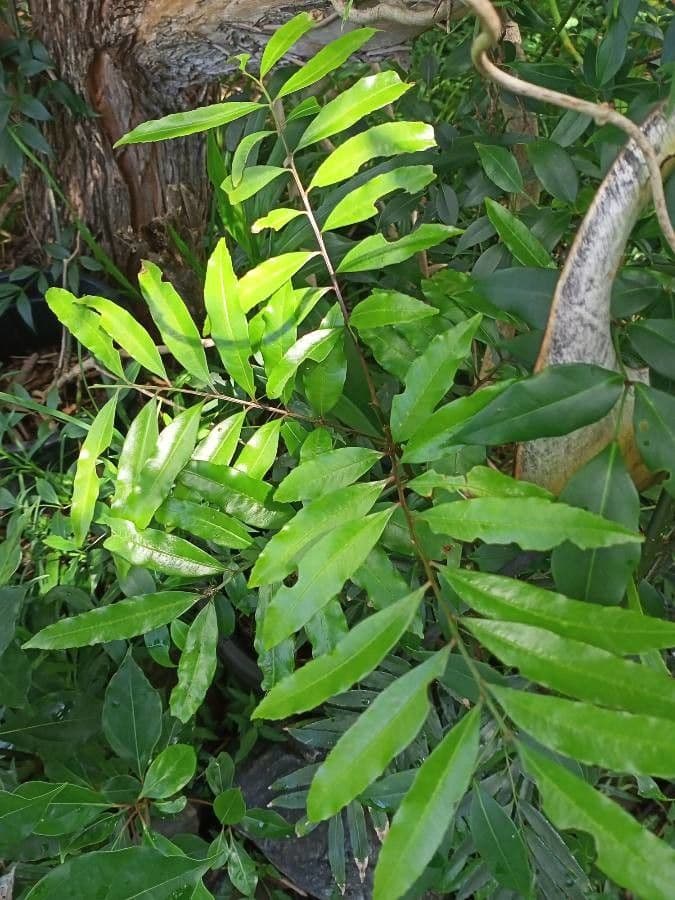 Polyalthia 4