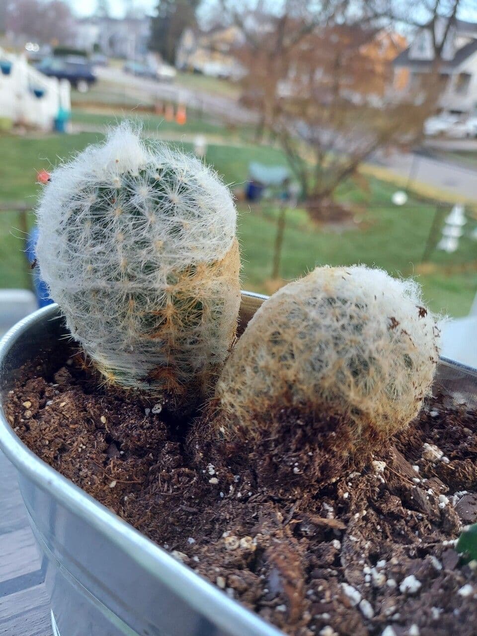 Cactus vecchio 19