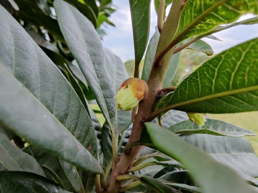 Pouteria 9