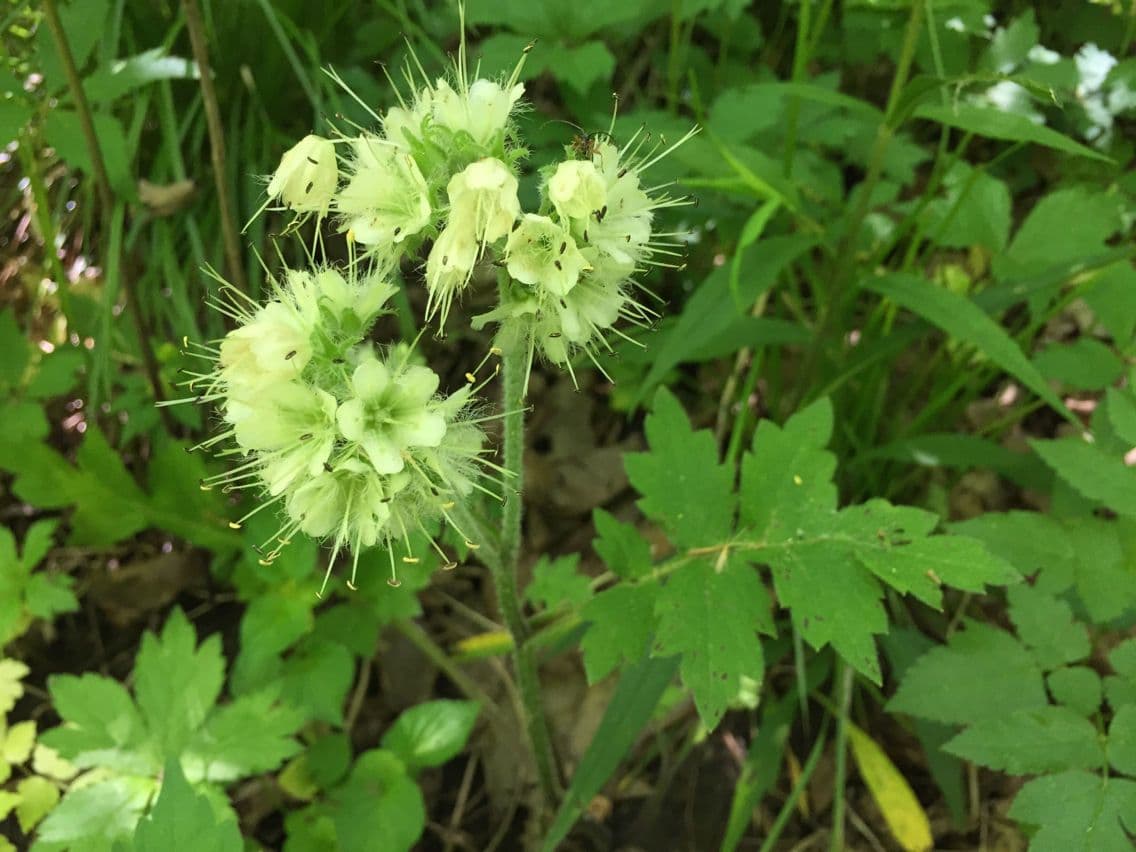 Hydrophyllum 5