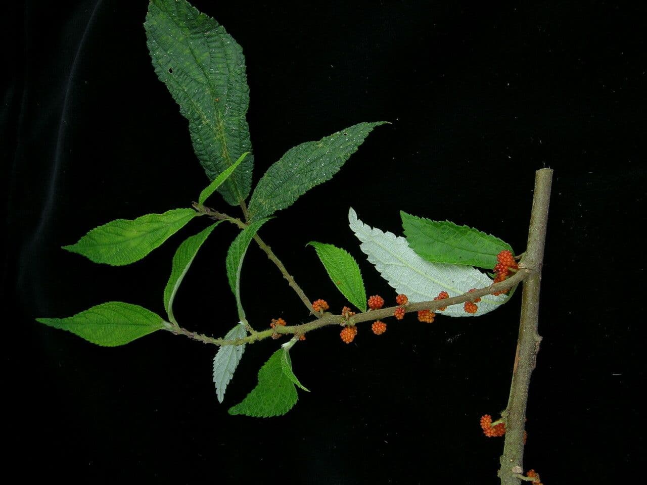 Debregeasia 6