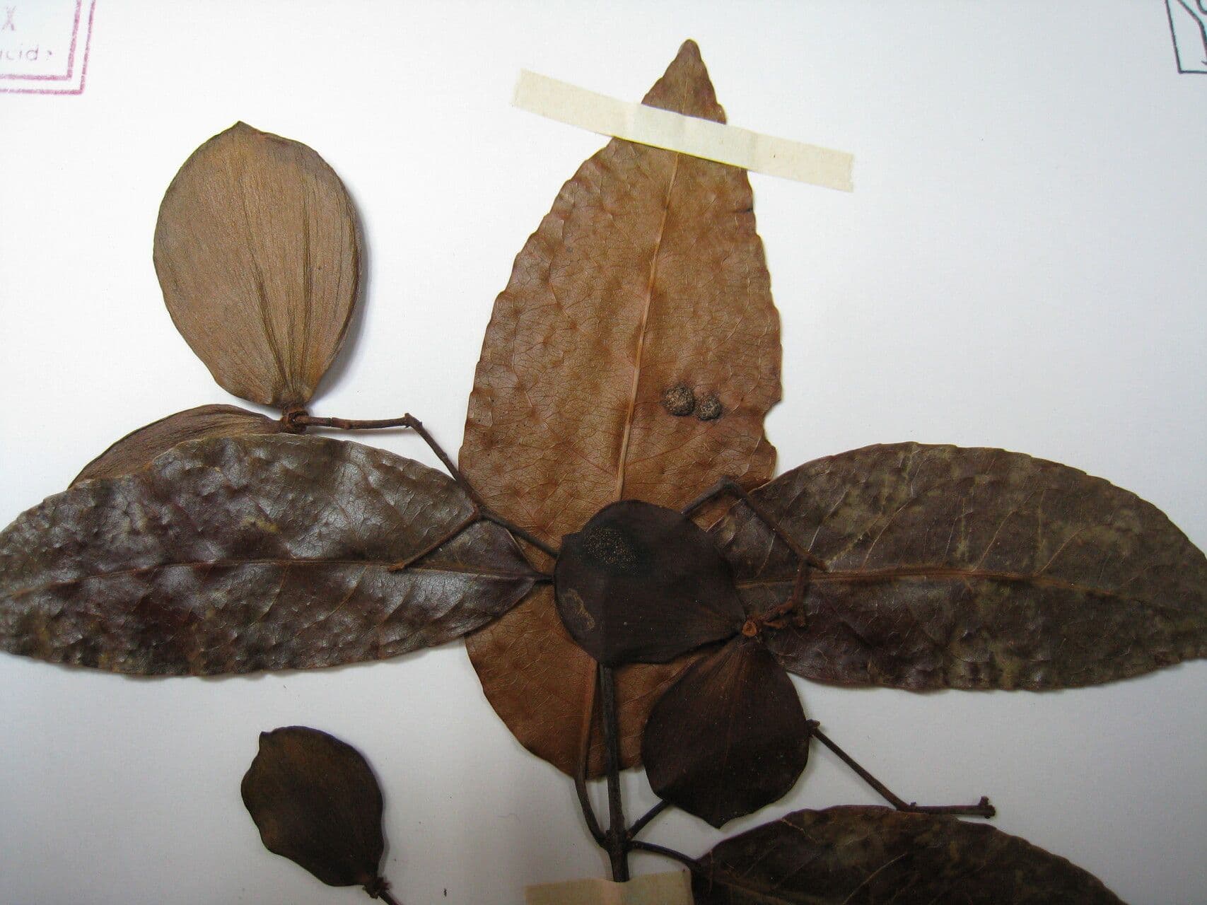 Hippocratea 26