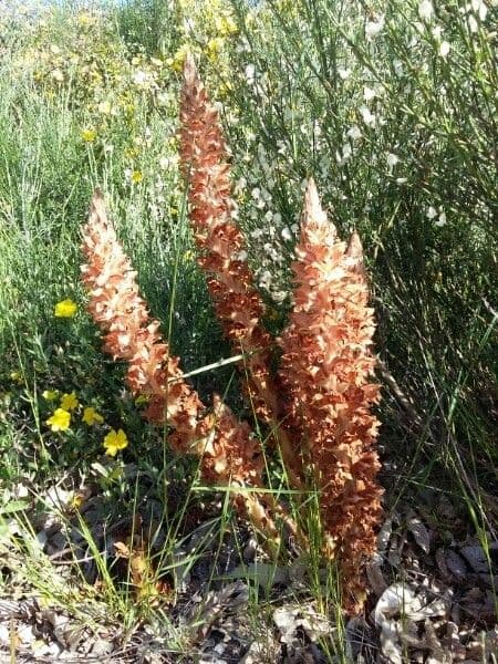 Orobanche maggiore 9
