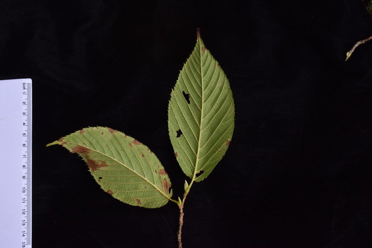 Himalayan hazel 7