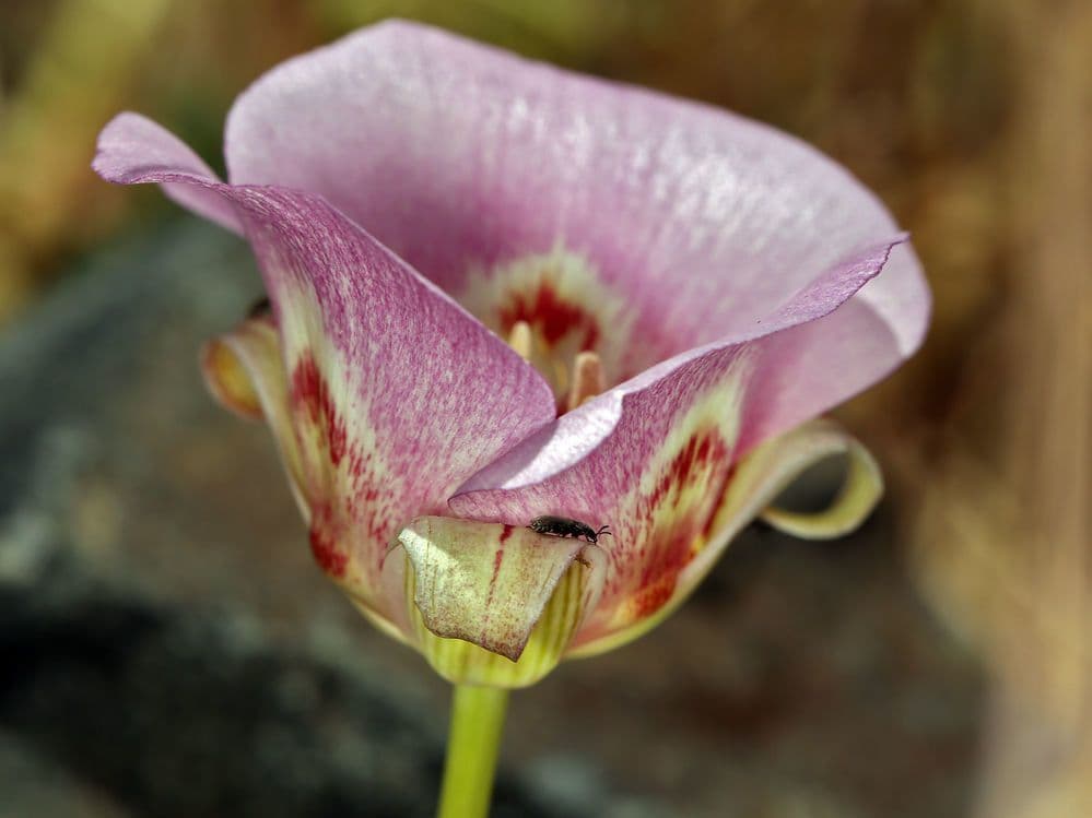 Calochortus venusto 4
