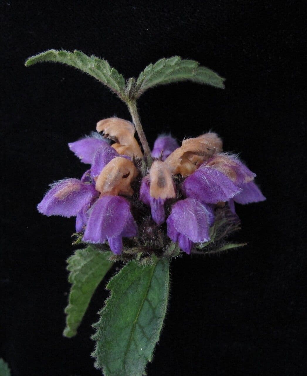 Phlomoides bracteosa 4