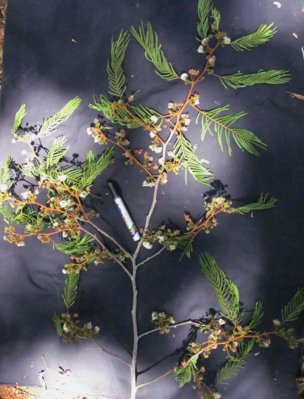 Enterolobium 14