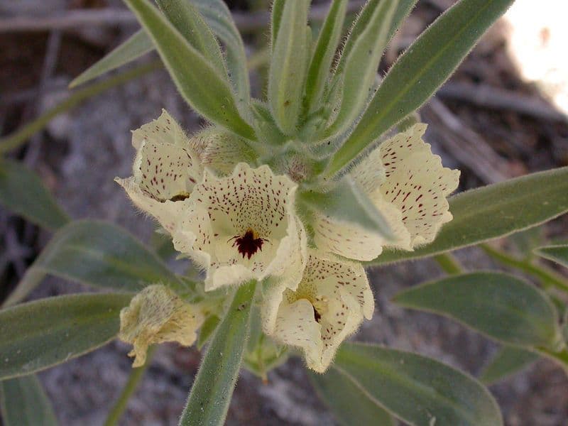 Mohavea confertiflora 3