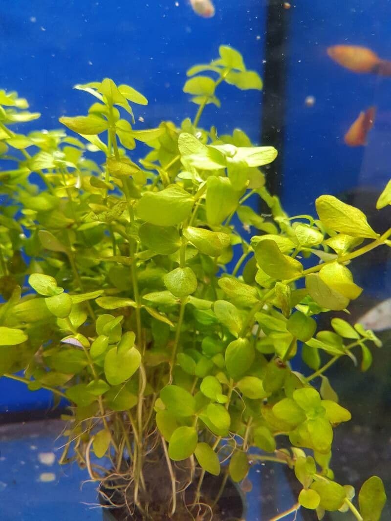 Micranthemum ombroso 3