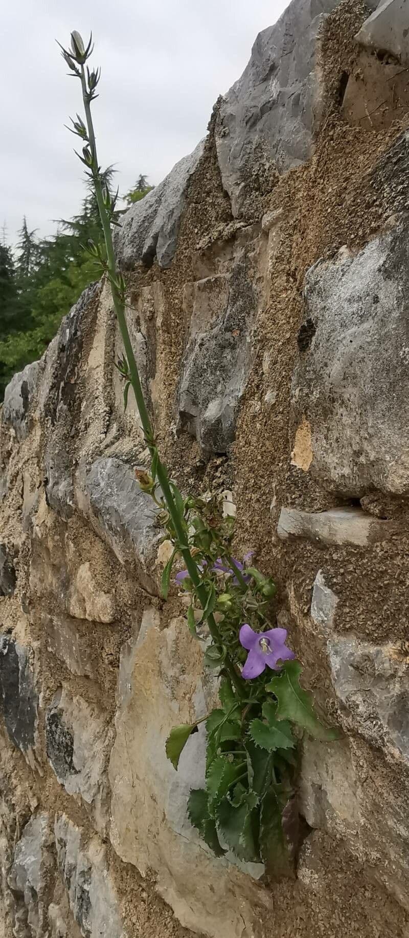Campanula 11