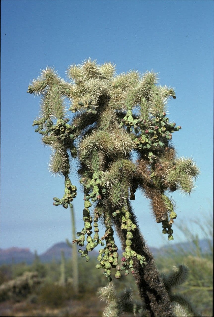 Feuer-Cholla 4