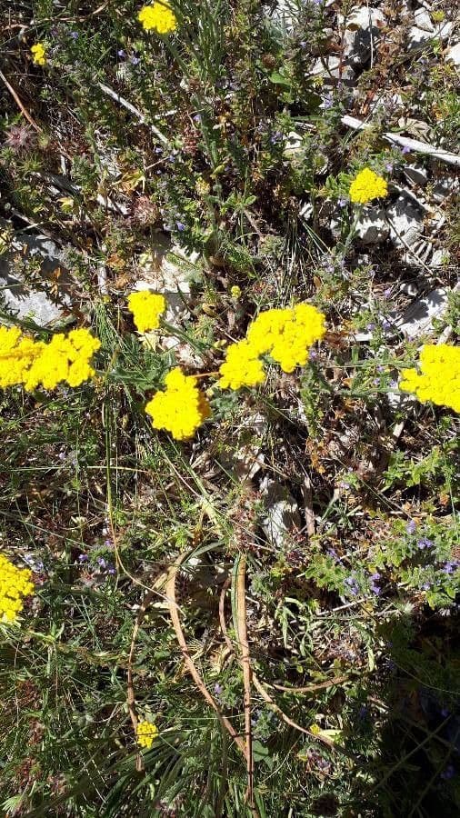 Achillea tomentosa 5