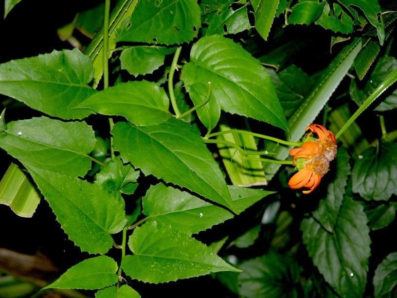 Pseudogynoxys 18