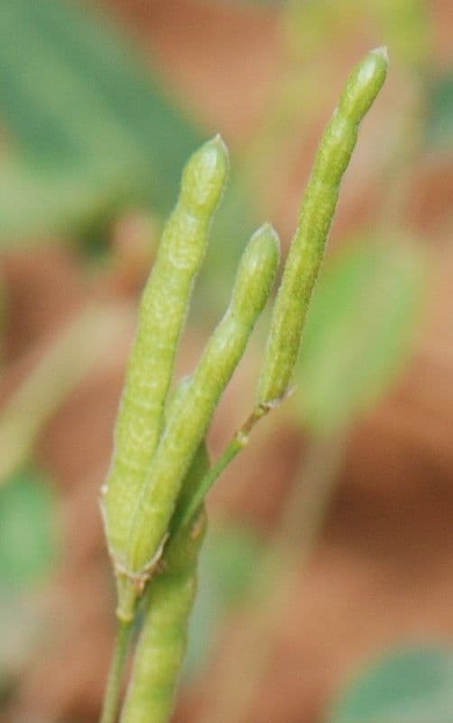 Alysicarpus ovalifolius