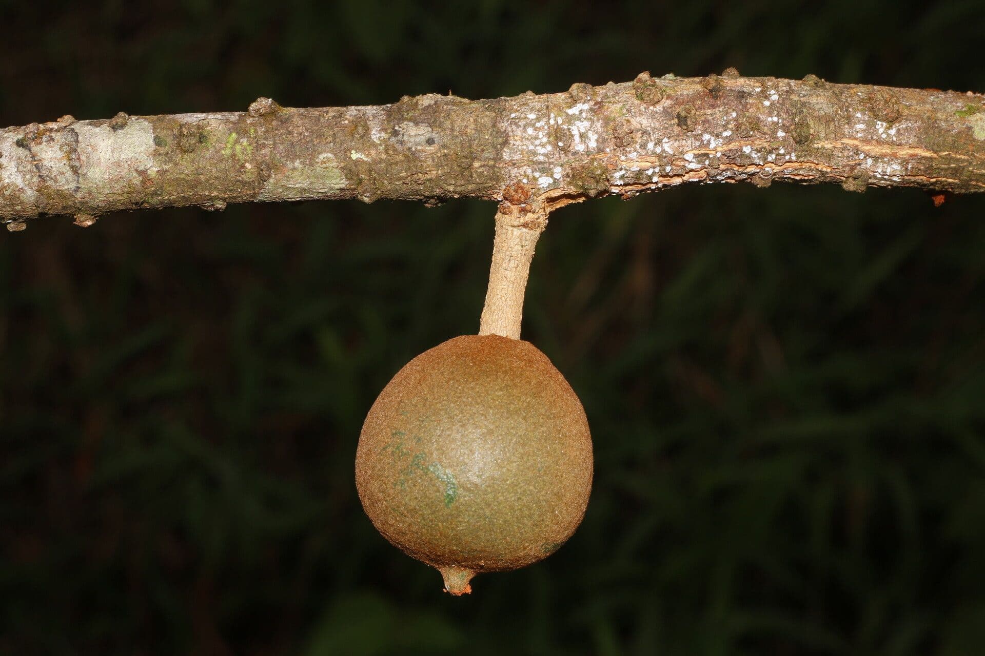 Chrysophyllum 5