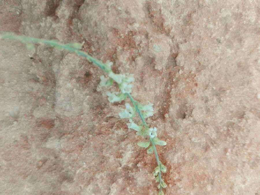 Anarrhinum 2
