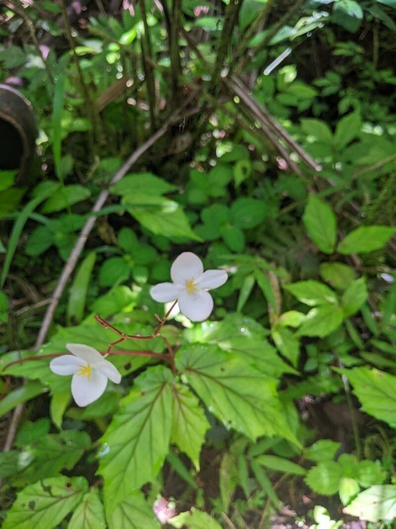 Begonia