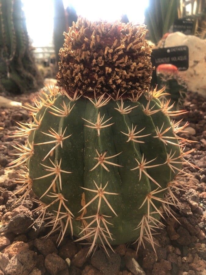 Melocactus 6