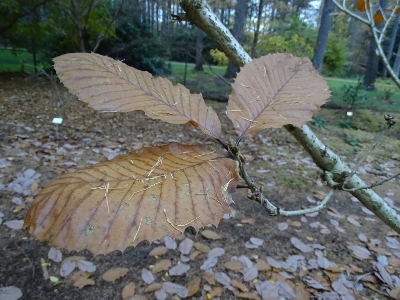 Quercia 13