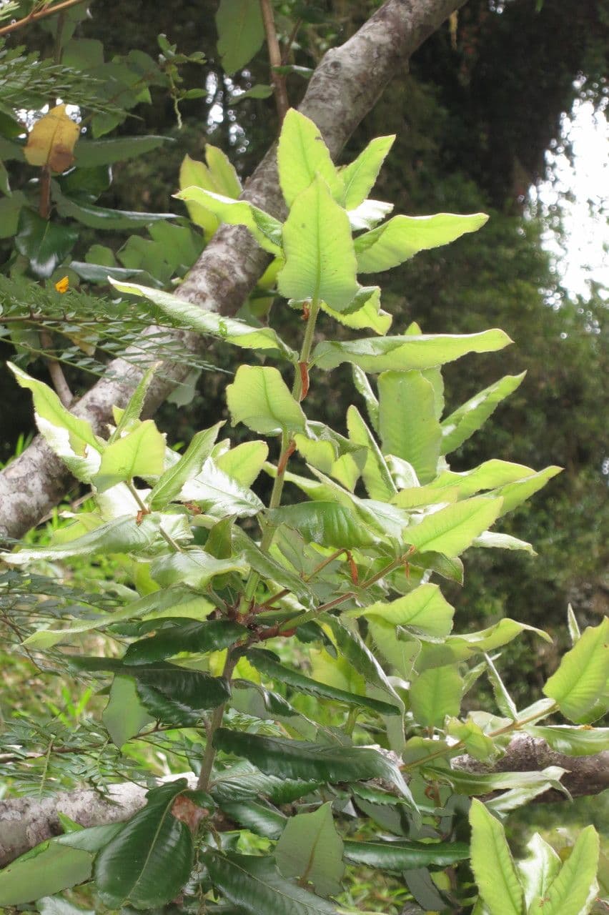 Eucryphia 24