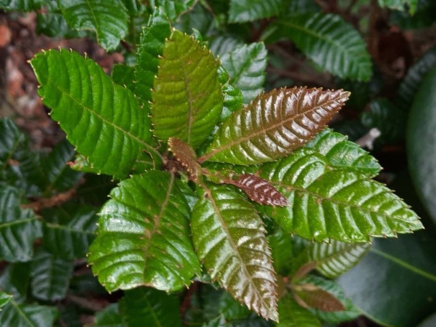 Weinmannia balbisiana 2