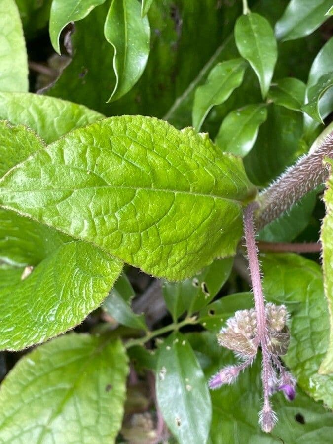Trachystemon d'Orient 14