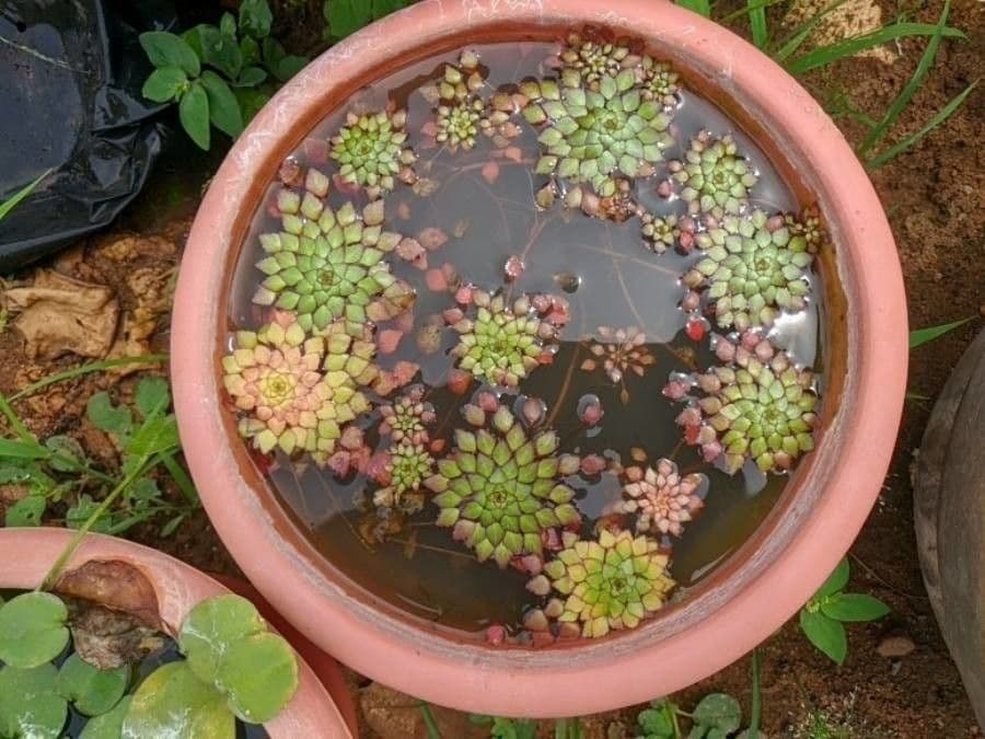 Ludwigia 6