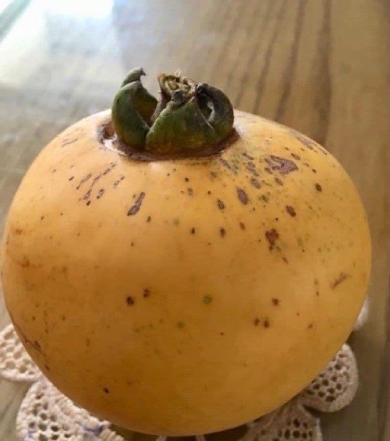 Diospiro decandra