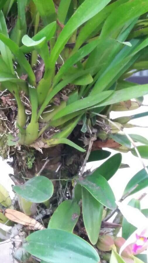 Orchidea 6