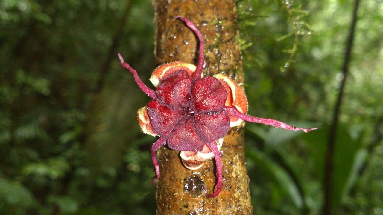 Herrania 6