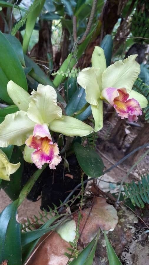 Cattleya