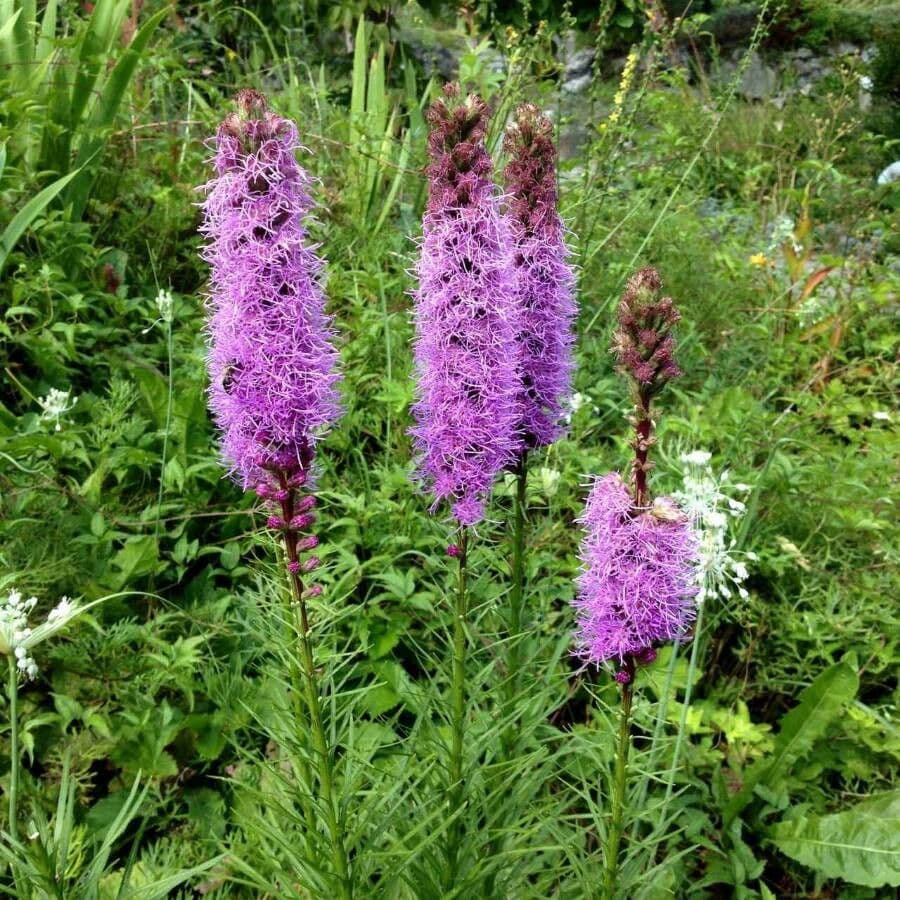 Liatris espigada 9
