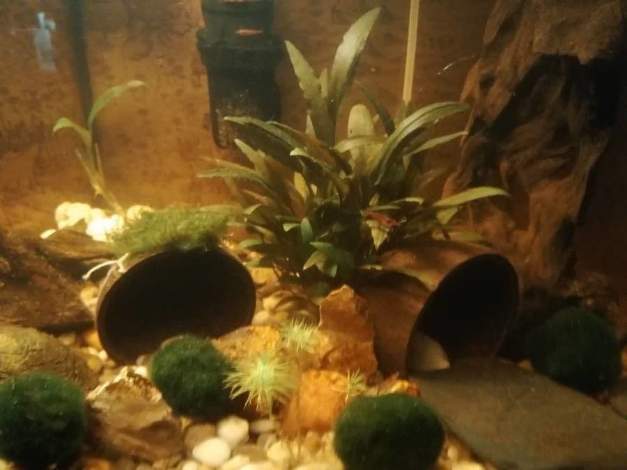 Cryptocoryne 6