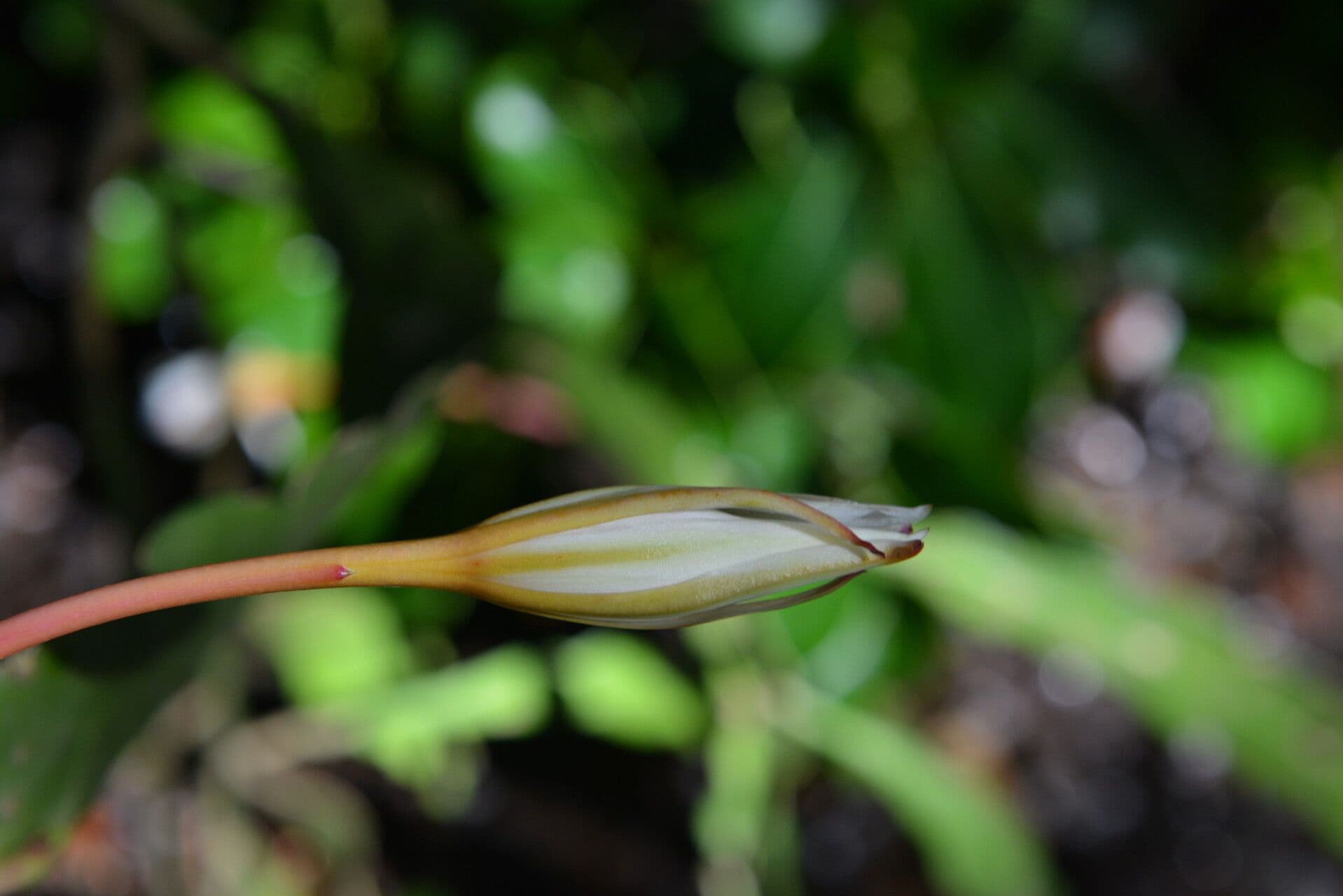 Epiphyllum 2
