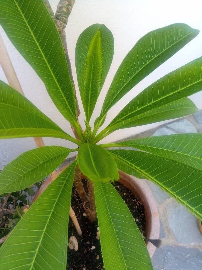 Algodoncillo blanco 17