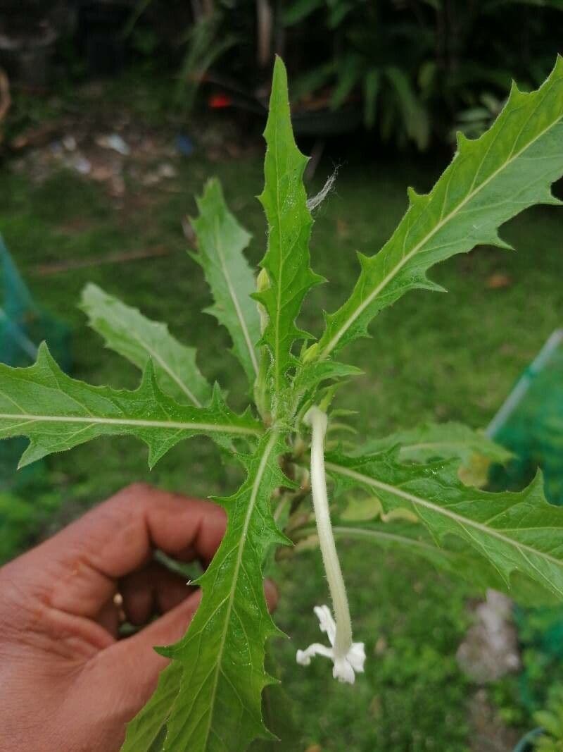 Hippobroma longiflora 18